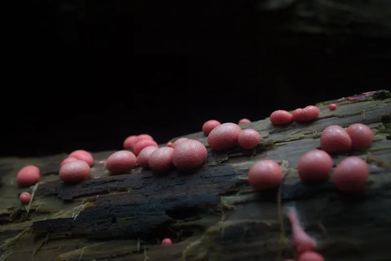 Dead Wood Burning: The Strange, Quiet Glow Hiding in Your Appalachian Backyard