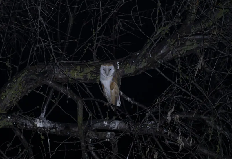 Owned by Darkness: The Secret Lives of Appalachia's Night Creatures