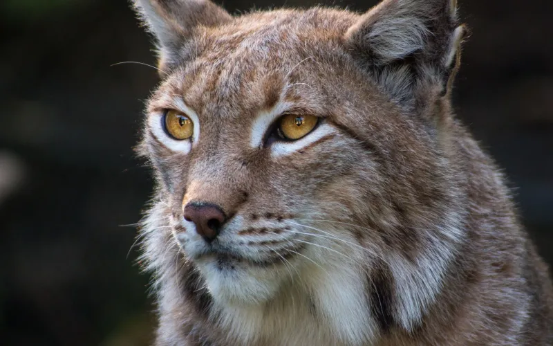 Shifting Shadows: How Appalachia's Top Predators Are Rewriting the Rules of the Hunt