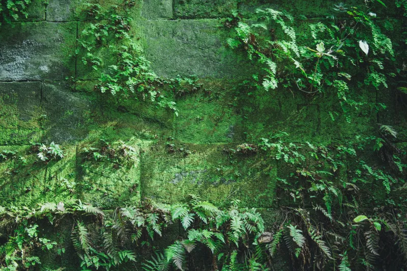 Stones That Weren't Fences: The Mystery Behind Appalachia's Ancient Rock Lines