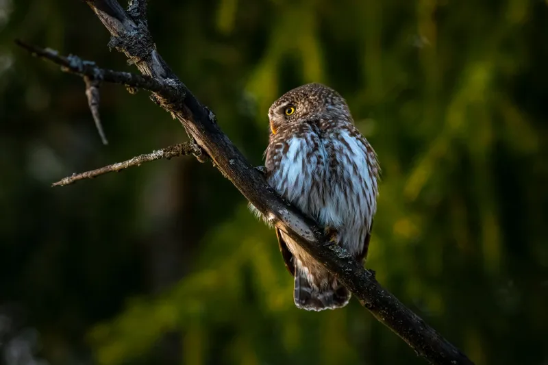 When the Bird Speaks, the Mountain Listens: What Hunters and Healers Know About the Whippoorwill