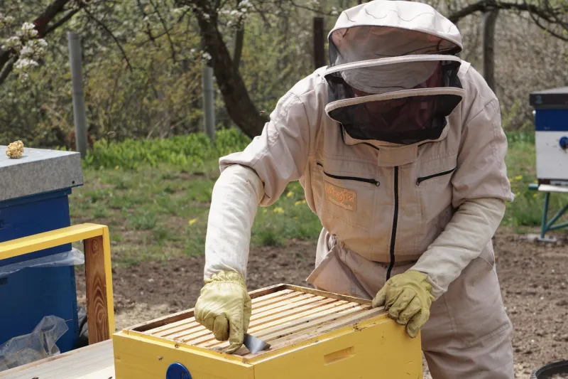 When the Buzz Went Out of the Hollow: Appalachian Beekeepers on the Sound That's Going Missing